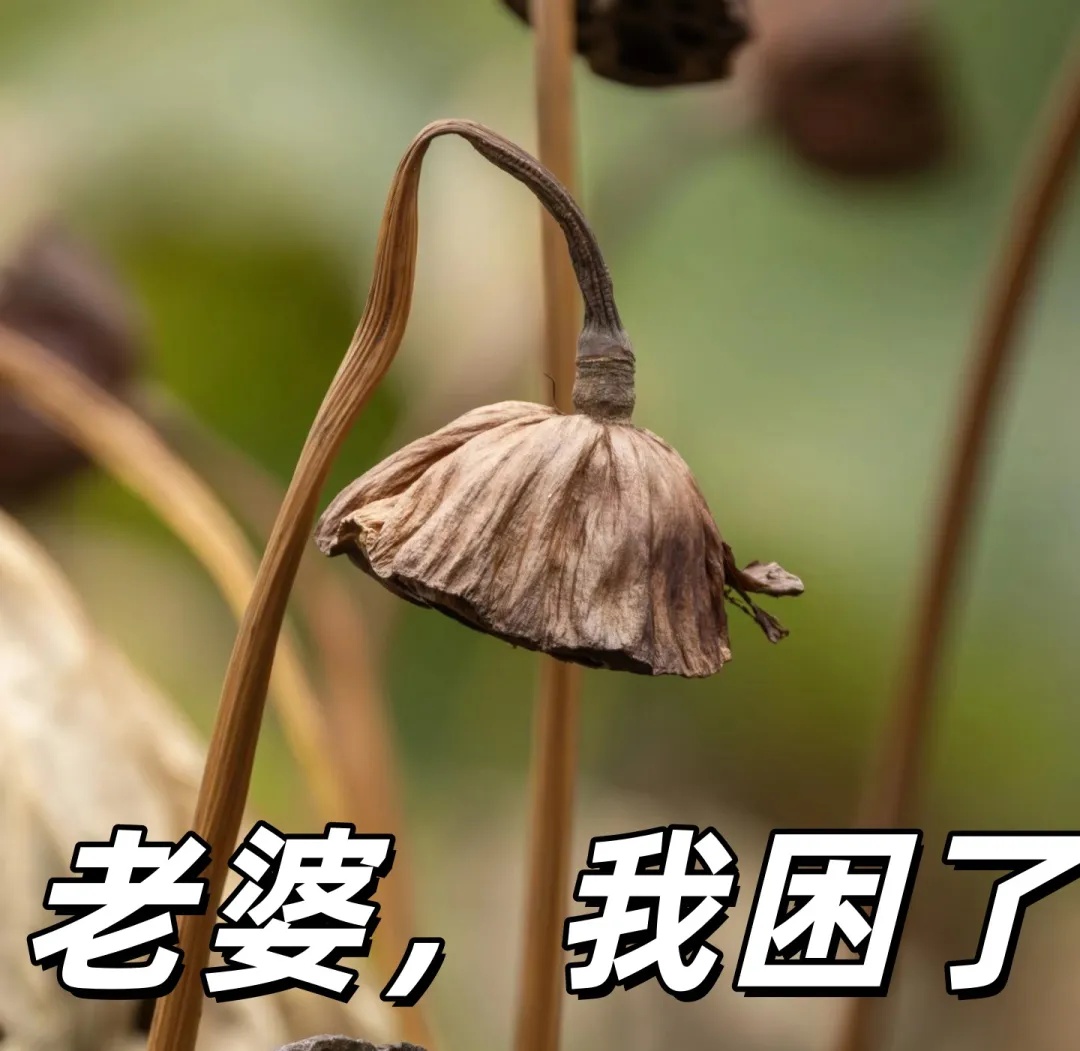 老婆.jpg