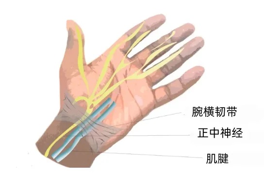 下方是腕骨.jpg